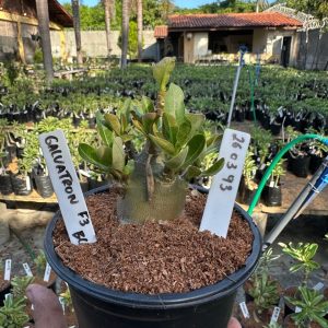 2603 93 Arabicum Galvatron F3