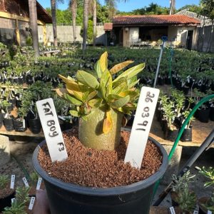 2603 91 Arabicum Fat boy F3