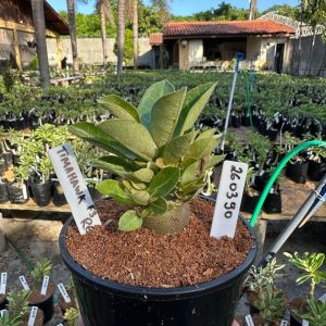 2603 90 Arabicum Tomahawk F3