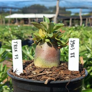 1903 88 Arabicum T-Rex F3