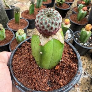 Cacto sulcorebutia Rauschii violacidermis