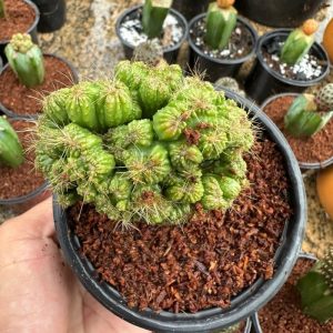 Cacto Repandus cereus Peruvians Monstrose ( Raiz Propria )