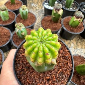 Lobivia Variegata