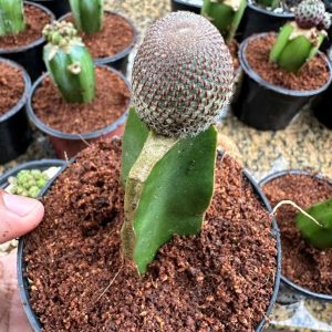Cacto Rebutia Heliosa
