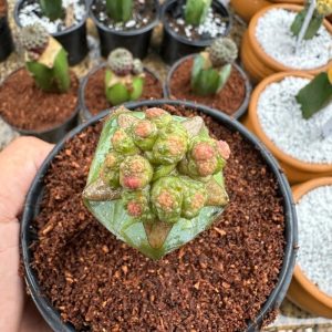Cacto Mammilaria Bocasana cv Fred