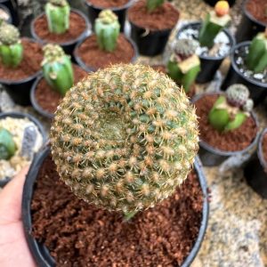 Cacto sulcorebutia Arenacea Variegata