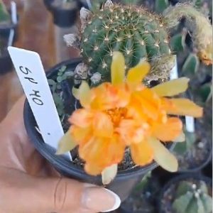 Plug Lobivia Hibridas