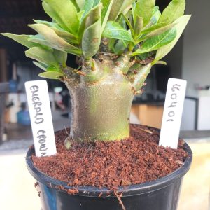1604 01 Arabicum Emerald Crown F3 - Adulta
