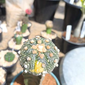 2303 07 Cacto Astrophytum asterias Variegata