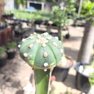 2303 08 Cacto Astrophytum Astéria Variegata