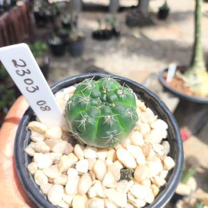 2303 08 Cacto Gymnocalycium Baldianum