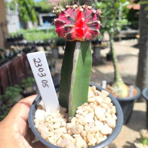 2303 05 Cacto Gymnocalycium mihanovichii Cv. Hibotan