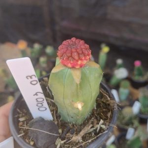 Cacto Eriosyce Esmeraldana cv Rubi