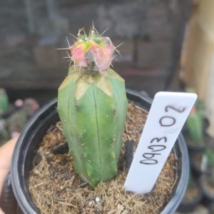 Cacto Echinocereus Knippelianus ( especial )