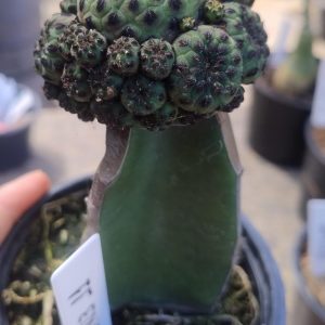 0603 11 Cacto Sulcurebutia Apple
