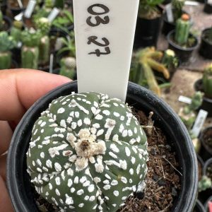0203 27 Cacto Astrophytum Astéria  V-Type