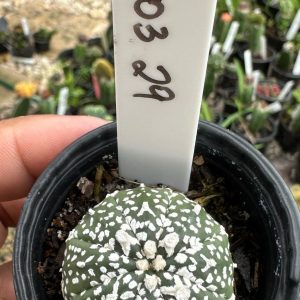 0203 29 Cacto Astrophytum Astéria V -Type