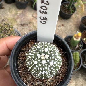 0203 30 Cacto Astrophytum Astéria V -Type