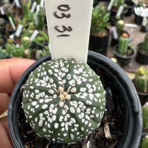 0203 31 Cacto Astrophytum Astéria Super Kabuto