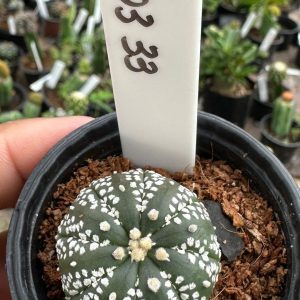 0203 33 Cacto Astrophytum Super kabuto