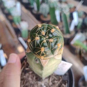 Cacto Gymnocalycium Angelae