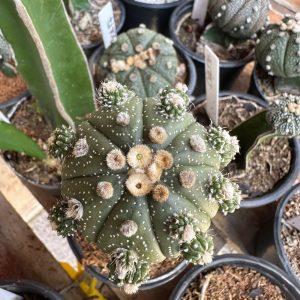 Cacto Astrophytum Asterias