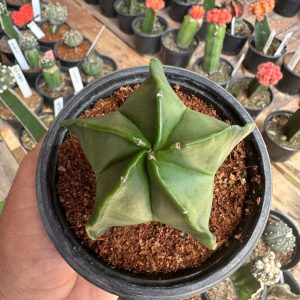 Cacto Astrophytum Myriostgma Nudum