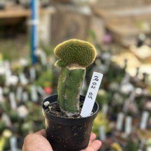 1902 05 Cacto Rabo de Gato Cristata Variegata Enxertado (Mirtilo)