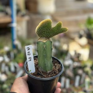 1902 04 Cacto Rabo de Gato Cristata Variegata Enxertado (Mirtilo)
