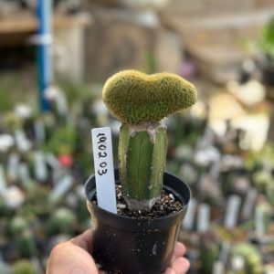 1902 03 Cacto Rabo de Gato Cristata Variegata Enxertado (Mirtilo)