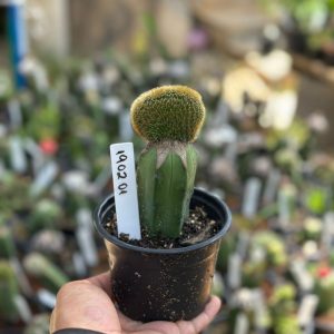 1902 01 Cacto Rabo de Gato Cristata Variegata Enxertado (Mirtilo)