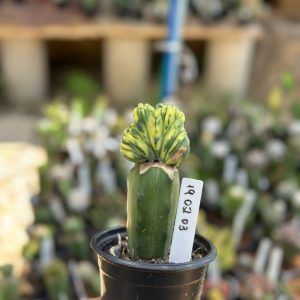 1902 03 Cacto Myrtillocactos Cristata Variegata enxertado (Mirtilo)