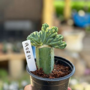 1902 01 Cacto Myrtillocactos Cristata Variegata enxertado (Mirtilo)