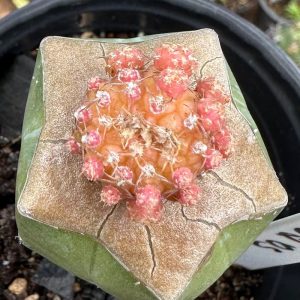 1902 05 Cacto Gymnocalycium Ragonesei enxertado ( Mirtilo )