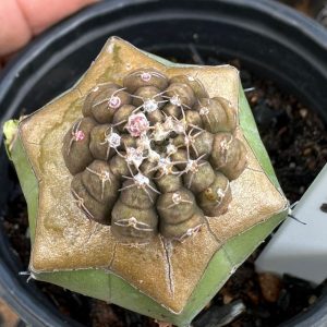 1902 06 Cacto Gymnocalycium Ragonesei enxertado ( Mirtilo )
