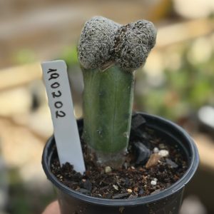 1902 02 Cacto Mammillaria Humboldtii F. Cristata enxertado ( Mirtilo )