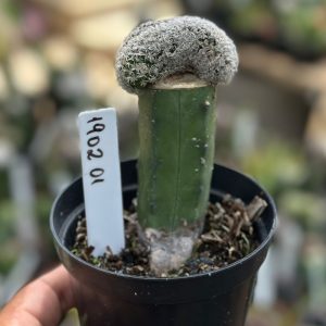 1902 01 Cacto Mammillaria Humboldtii F. Cristata enxertado ( Mirtilo )