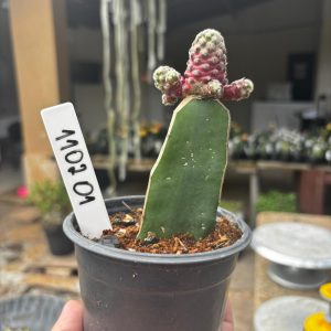 1102 01 Cacto Mammilaria Saboae