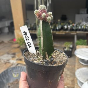 1102 02 Cacto Mammilaria Saboae variegata