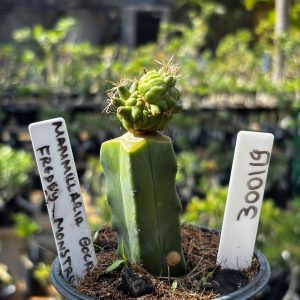 3001 19 Cacto Mammillaria Bocasana Fredey Monstruosa