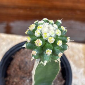 Cacto Echinocactus grusonii monster