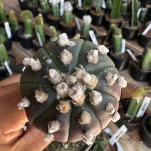 Cacto Astrophytum Asterias Black ( Enxertado )