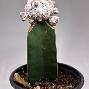Cacto Snowball