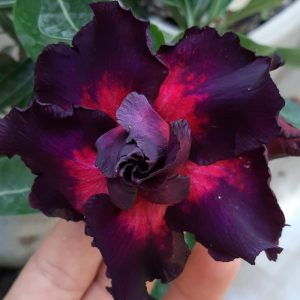 Avaria - Rosa do Deserto Purple Pink