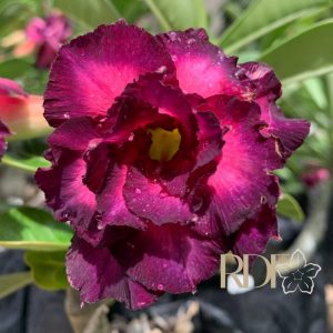Avaria - Rosa do Deserto Mirabilis 2