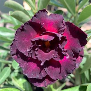 Avaria - Rosa do Deserto Purple Eyes Roxa