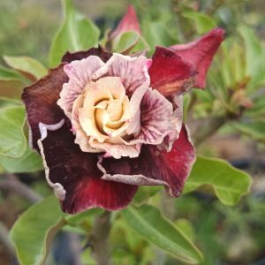 Avaria - Rosa do Deserto Incredibles
