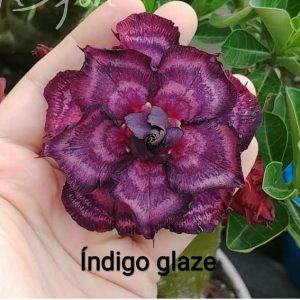 Avaria - Rosa do Deserto Indigo Glaze