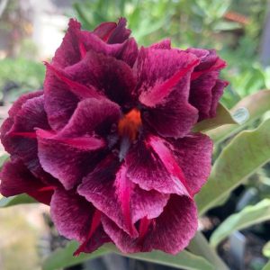 Avaria - Rosa do Deserto Mustang