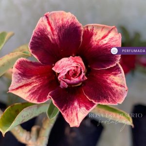 Avaria - Rosa do Deserto Israela